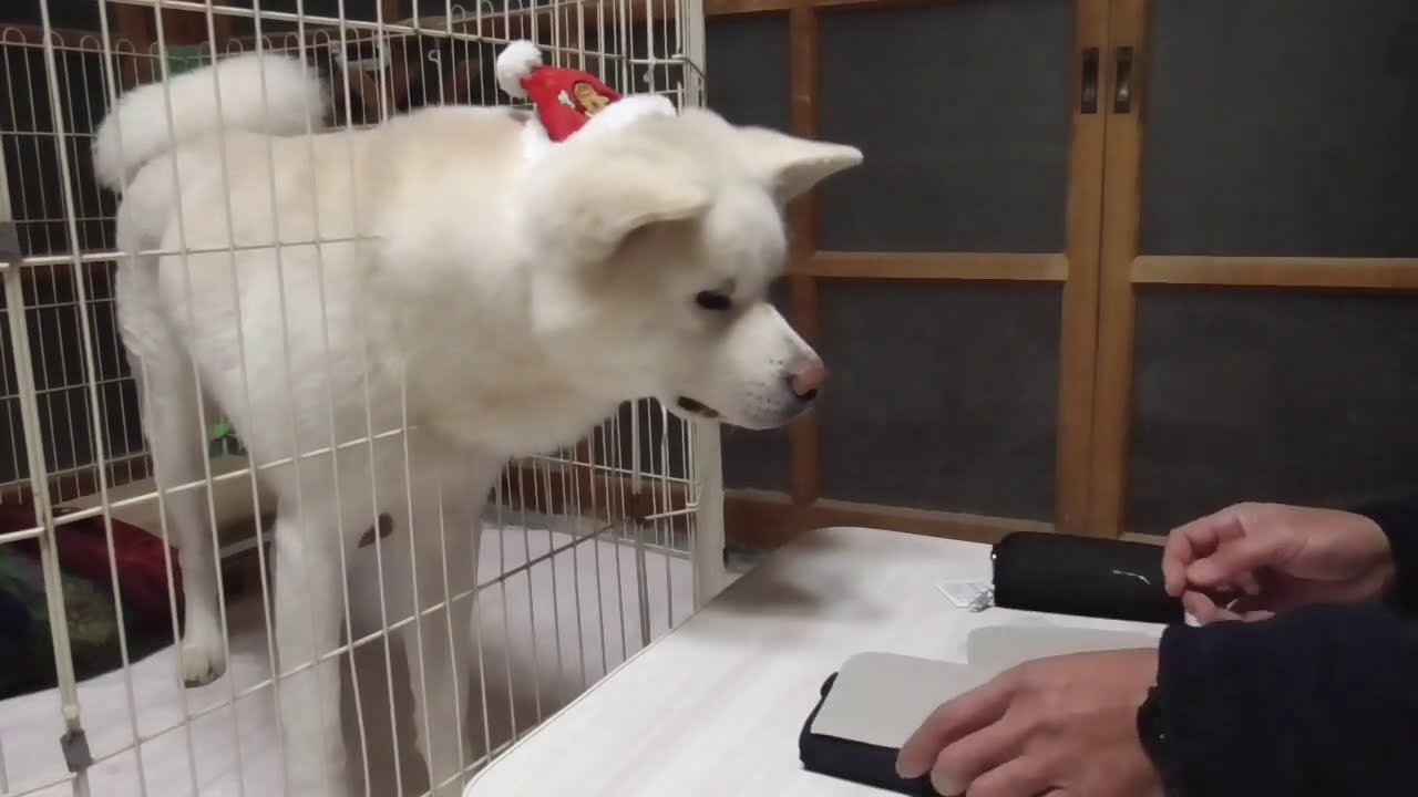 秋田犬ゆうき お兄ちゃんたちへ送るクリスマスプレゼントを準備しました Akita Dog 的youtube视频效果分析报告 Noxinfluencer