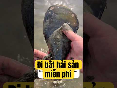 Đi bắt hải sản miễn phí #khettv #food #seafood