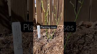 Five more roses added: honey dijon, koko loko, twilight zone, queen of sweden, &amp; blue moon 🌹