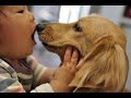 亡くなった犬が生まれ変わり、もう一度飼い主の元へやってきた【感動する話】