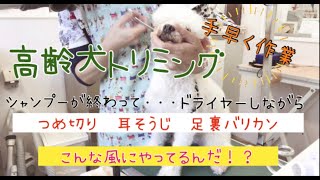 【高齢犬】スピードが大切 こんな風にやってるんだ⁈ シニア犬トリミング　ドライヤーで乾かしながら爪切り、耳そうじ、足裏バリカン、お腹バリカンまで一挙公開！