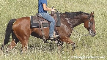 Stylish Molly Rey - trail riding 1! - ValleyViewRanch.net
