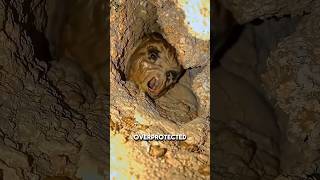 The Most Overprotected Babies in the Animal Kingdom #facts #animals