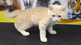 Lovely Kitten on it's First Ever Grooming Experience by Ser ErickRL 149 views 1 year ago 2 minutes, 58 seconds