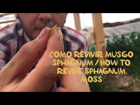 How revive sphagnum moss/CARNIVOROUS PLANTS 