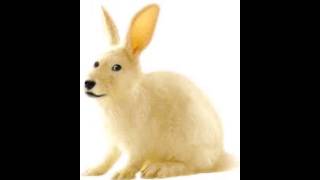 combat initiation Combative Egg of Initiation
