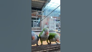 This is a large-scale monk parakeet breeding farm. Parrot short video. #parrots #birds #pets #cute