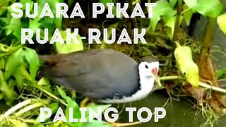 SUARA PIKAT RUAK-RUAK SATU SATUNYA.