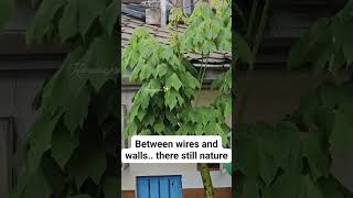 Korea Right Now🇰🇷Between wires and walls.. there still nature #KoreaRightNow  #seoullife