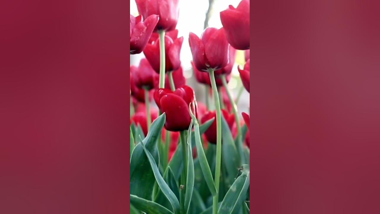 белые розы желтые тюльпаны - YouTube