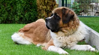 How Long Do St. Bernards Live?🐾🐾🐾