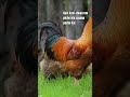 Kavi kavi jiwan me #shorts #shortsvideo #shortsfeed #chicken #birds