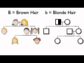 Tracing Traits Through Pedigree Charts