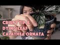 calathea ornata problems | crispy tip and dying leaf