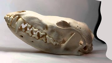 Helicon Focus 3D Model