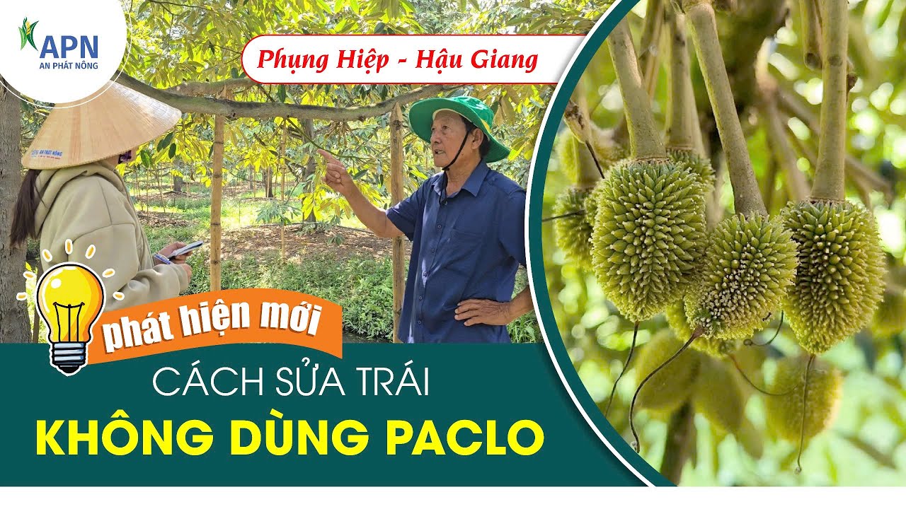 APN - PHÁT HIỆN MỚI - CÁCH SỬA TRÁI KHÔNG DÙNG PACLO #anphatnong  #saurieng #suatraisaurieng