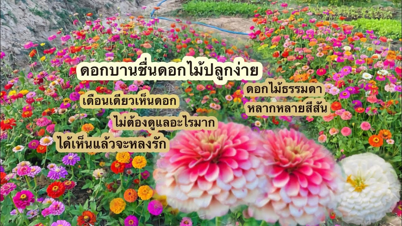 ดอกบานชื่นดอกซ้อนเป็นดอกไม้น่าปลูกประดับบ้านมีสีสันหลากหลาย ปลูกง่ายดูแลไม่ยาก 