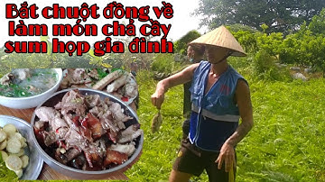 Bắt chuột đồng về làm món chả cầy sum họp cùng gia đình
