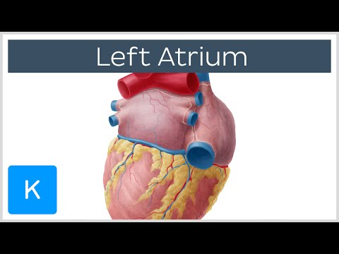 Left Atrium Heart Chamber Anatomy - Human Anatomy | Kenhub