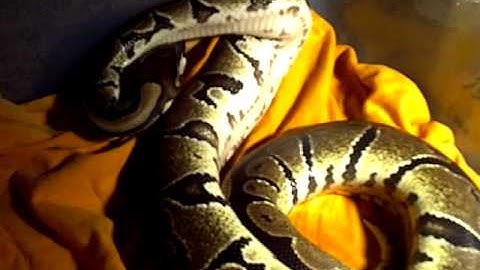 big female ball python eats 2 mice backwards!!