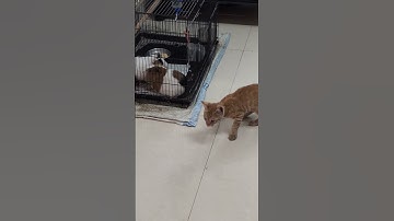 When Kitten met Guinea #guineapig #kitten #animals #apt