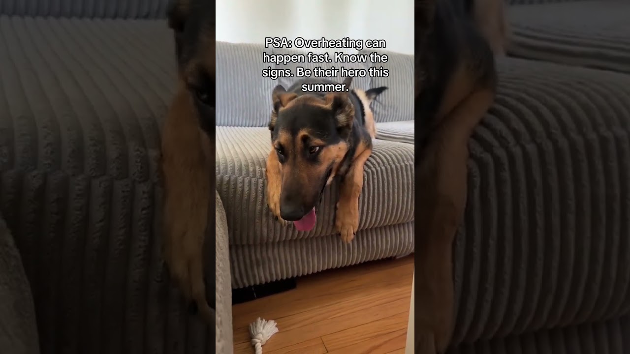 Best Dog Cooling Mat for Summer 2025 🌞| Reversible, Washable & Portable! Viral Dogs Hack