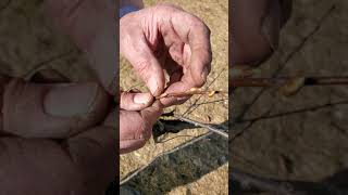 How to prune shade trees