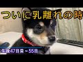 柴犬乳離れ　スキを突いてお乳を狙うも全てブロックされる