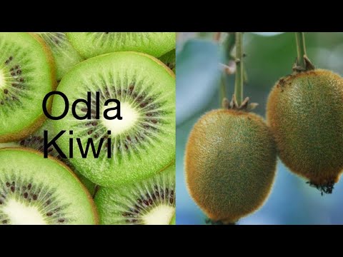 Video: Hur Man Odlar Kiwi (hemma Från Frön, Frön, Etc.) + Video Och Foton