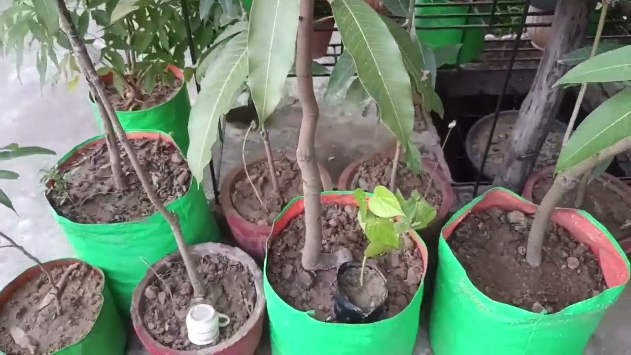 Mango plant care in October monthअक्टूबर में गमले में लगे आम के पौधे की देखभाल
