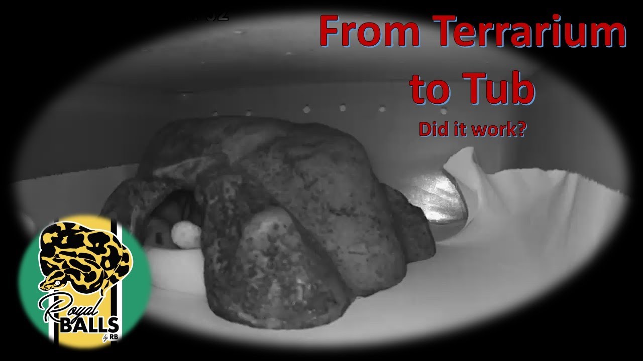 Breeding Ball Pythons; Terrarium to Tub. Did it work? - YouTube