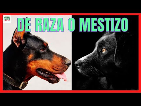 Video: ¿Son los perros mestizos más sanos que los perros de raza pura?