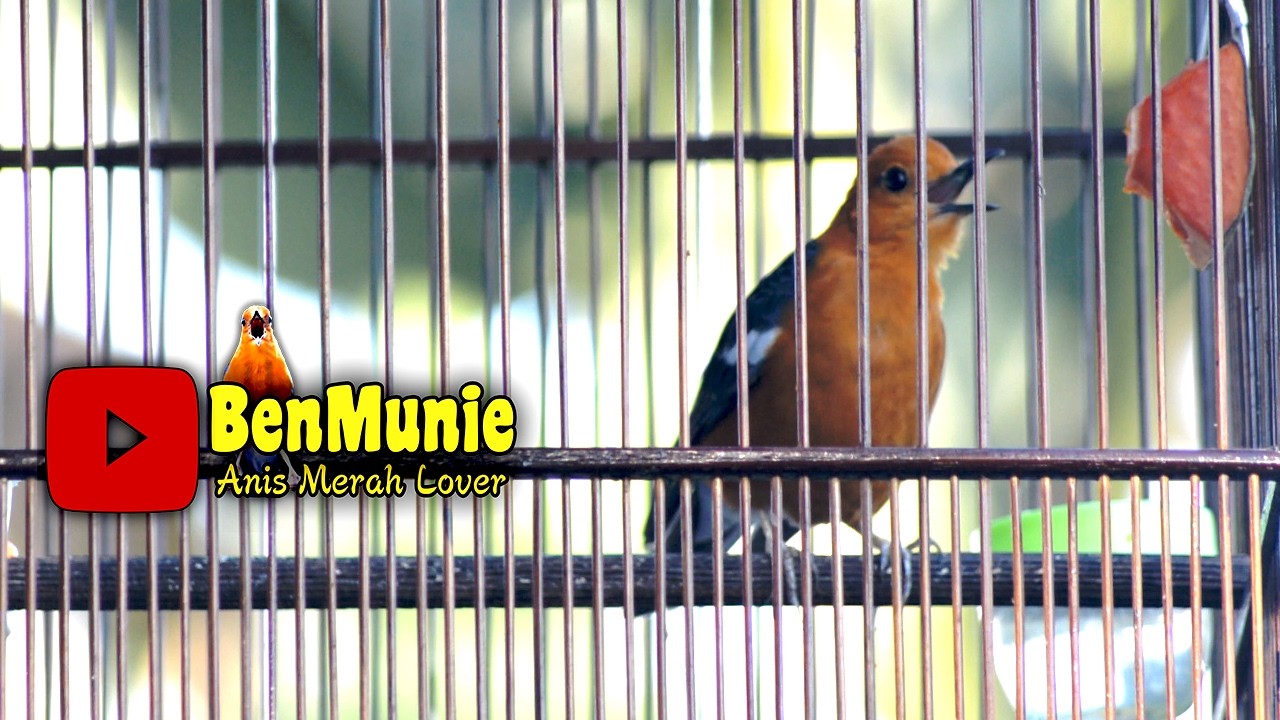 ANIS MERAH GACOR AMPUH MERANGSANG BUNYI  #anismerah