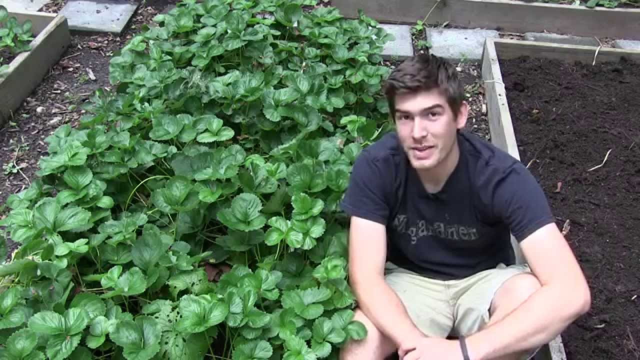 runner game Feed the World with A Single Strawberry Plant | MIgardener