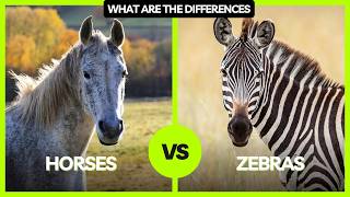 Horses vs Zebras The Surprising Differences Explained