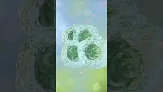 Mitotic Bookmarking in Embyonic Stem Cells #science #scientificanimation  #medicalanimation