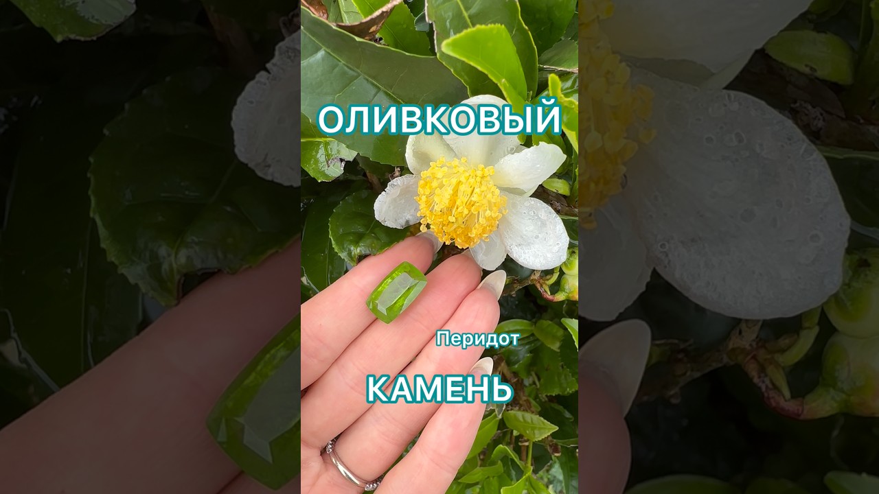 Удачная прогулка на чайных плантациях! Оливковый хризолит, перидот - для истинной женской любви