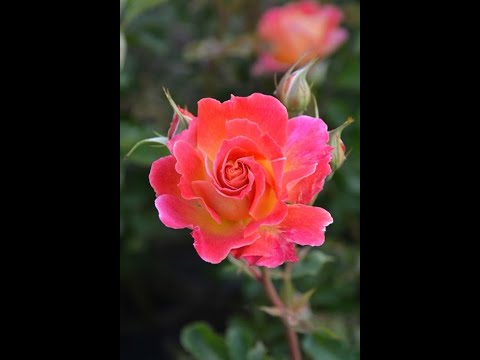 Chaleur японская роза Такинори Кимуро яркий огонек для моей души