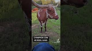 Champion Texas Longhorn Cow  spoiled   teaches her bull calf the same! #cow #texaslonghorn #cattle
