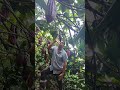 que hermoso palo de cacao un excelente injerto #parati bendiciones