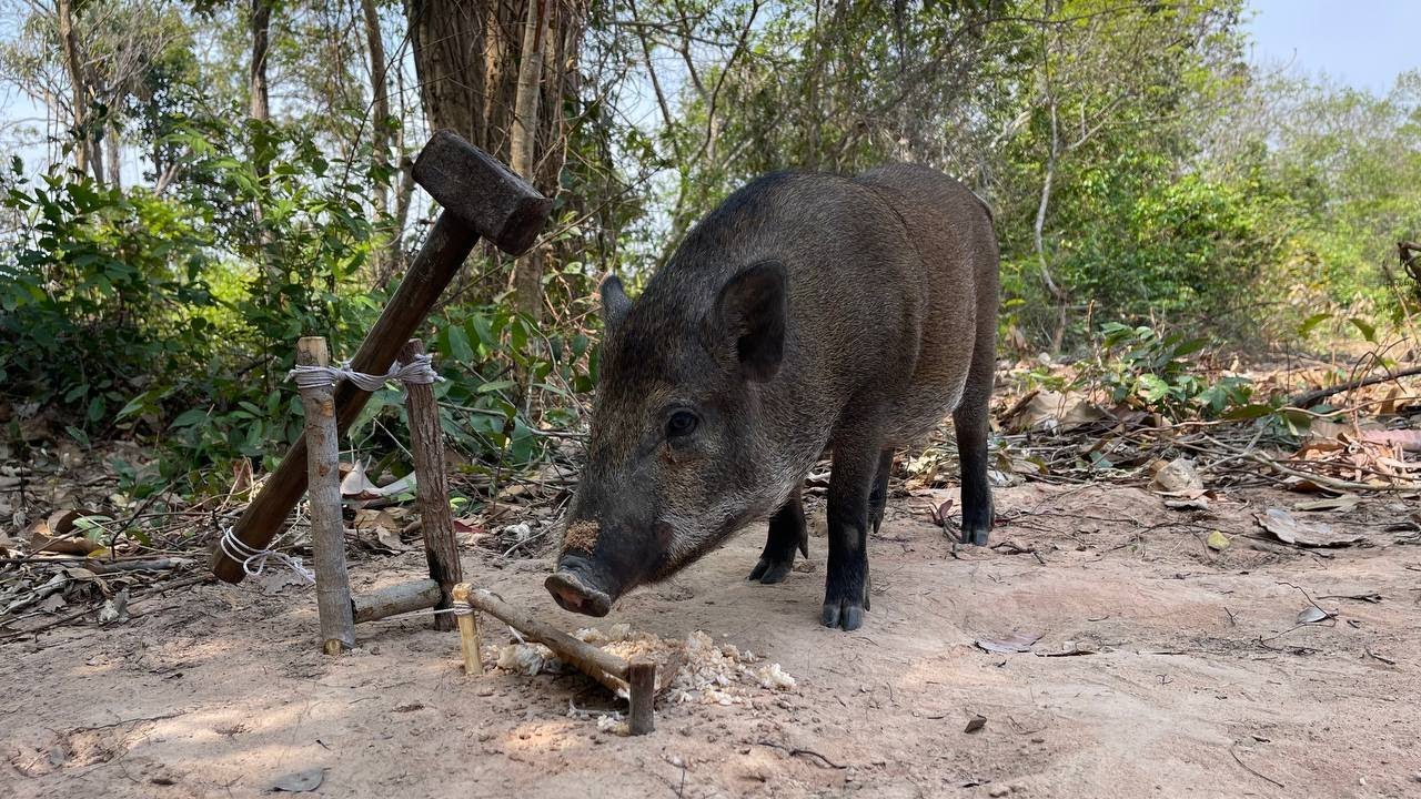 Amazing & Powerful Wild Pig Trap! Built Quickly Using a Hammer 
