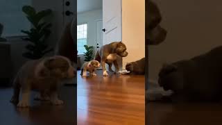 Babies Make Life Sweeter