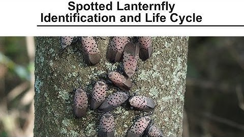 Spotted Lanternfly - Identification and Life Cycle