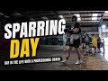 SPARRING DAY | A DAY IN THE LIFE OF A PROFESSIONAL BOXER🥊