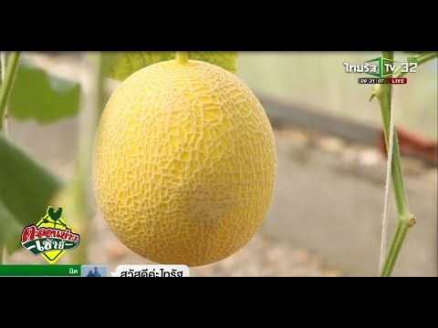 วีดีโอ: Tendergold Watermelon Plants – เรียนรู้เกี่ยวกับการปลูก Tendergold Melons