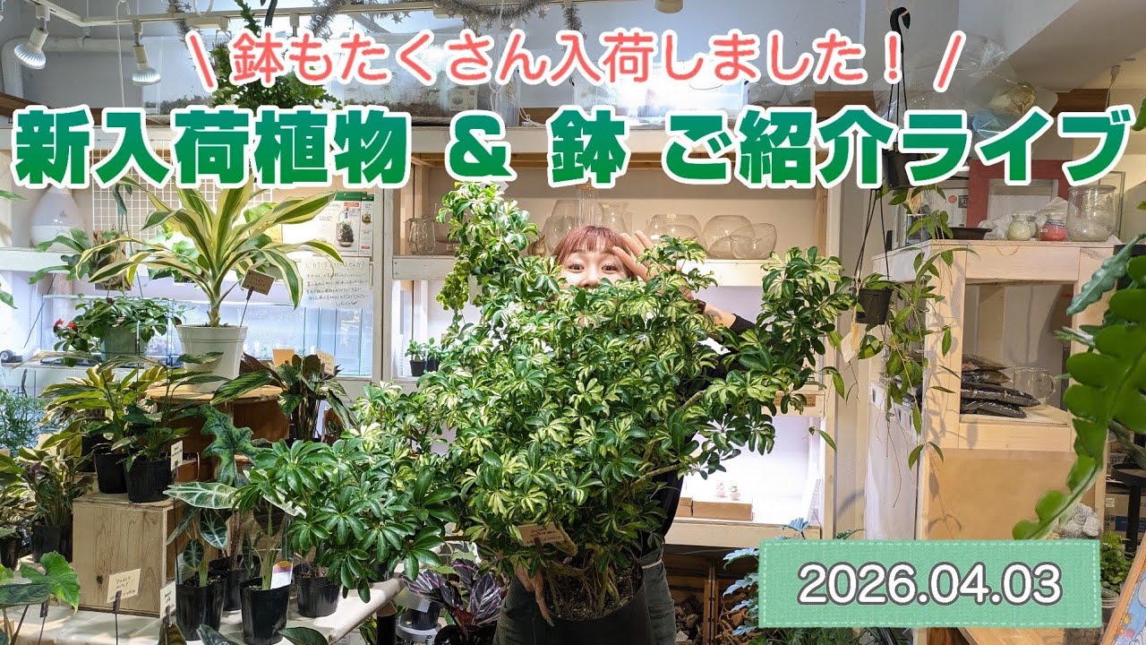Live Introduction of Newly Arrived Plants & Pots] 2026.04.03 - YouTube