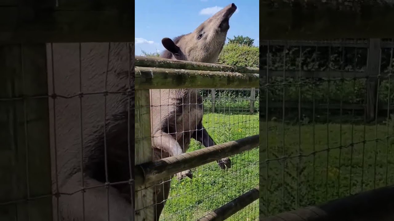 Tapir On Hind Legs Is This Normal 