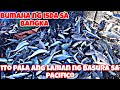 Basurang palutang lutang sa pacific ocean ganito pala karaming isda nakatira dito