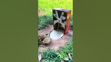Crafting Creativity: DIY Quail Trap with Cardboard Box and Bananas!