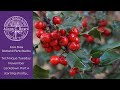 Technique Tuesday - November Lockdown Editions - Part 4, Holly
